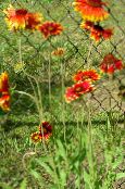 Trädgårdsblommor Filt Blomma, Gaillardia röd