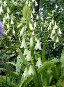Záhradné kvety Berg Ľalie, Letné Hyacint, Pelerína Hyacint, Galtonia biely