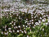 Flores de jardín Alaska Bellheather, Harrimanella blanco