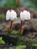 Vrtne Cvjetovi Alaska Bellheather, Harrimanella bijela