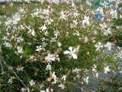 Hage Blomster Gaura hvit