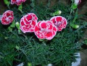 Aed Lilled Dianthus, Hiina Autode Peale, Dianthus chinensis roosa