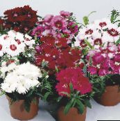 Aed Lilled Dianthus, Hiina Autode Peale, Dianthus chinensis punane