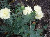 Sodo Gėlės Gvazdikas, Dianthus caryophyllus baltas