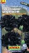 Trädgårdsblommor Nejlika, Dianthus caryophyllus svart
