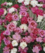 Flores de jardín Clavel, Dianthus caryophyllus rosa