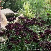 Zahradní květiny Sweet William, Dianthus barbatus černá
