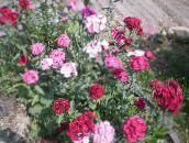 Dārza Ziedi Salds William, Dianthus barbatus sārts
