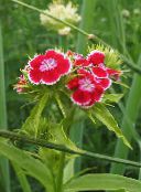 Zahradní květiny Sweet William, Dianthus barbatus červená
