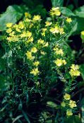 Flores de jardín Perrenial Clavel, Dianthus x allwoodii, Dianthus  hybrida, Dianthus  knappii amarillo