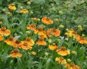 Sneezeweed, Helen's Flower, Dogtooth Daisy (orange)