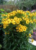 Záhradné kvety Sneezeweed, Helenin Kvetina, Dogtooth Sedmokráska, Helenium autumnale žltá