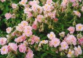 Λουλούδια κήπου Ροκ Αυξήθηκε, Helianthemum ροζ