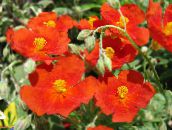 Flores de jardín Jara, Helianthemum rojo