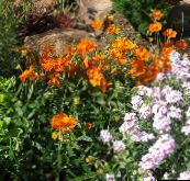 Λουλούδια κήπου Ροκ Αυξήθηκε, Helianthemum πορτοκάλι