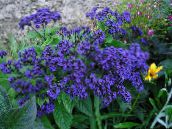 Градински цветове Хелиотроп, Сладкиш С Вишни Растителна, Heliotropium син