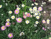 Vrtno Cvetje Papir Daisy, Sunray, Helipterum bela