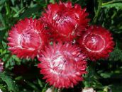 Gelipterum (Akroklinum, Rodanthe)) (czerwony)