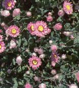 Garden Flowers Paper Daisy, Sunray, Helipterum pink