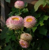 Strawflowers, Papír Daisy (rózsaszín)