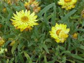 Strawflowers, Margarida De Papel (amarelo)