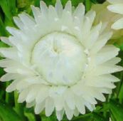les fleurs du jardin Strawflowers, Papier Daisy, Helichrysum bracteatum blanc