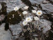 Trädgårdsblommor Helichrysum Perrenial vit