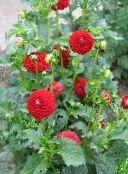 Flores de jardín Dalia, Dahlia rojo