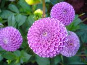 les fleurs du jardin Dahlia lilas