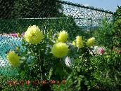 Flores de jardín Dalia, Dahlia amarillo