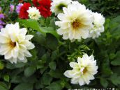 Have Blomster Dahlia hvid