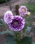 Trädgårdsblommor Dahlia violett