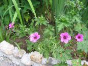 I fiori da giardino Geranio Hardy, Geranio Selvatico, Geranium rosa