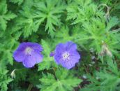 I fiori da giardino Geranio Hardy, Geranio Selvatico, Geranium azzurro