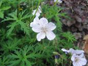 Zahradní květiny Vytrvalý Pelargónie, Divoké Pelargónie, Geranium bílá
