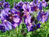 Flores de jardín Geranio Resistente, Geranio Silvestre, Geranium púrpura