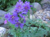 Flores de jardín Geranio Resistente, Geranio Silvestre, Geranium azul