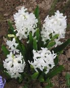 Záhradné kvety Holandčina Hyacint, Hyacinthus biely