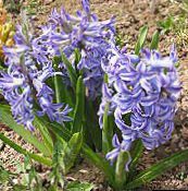 Trädgårdsblommor Holländsk Hyacint, Hyacinthus ljusblå