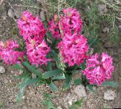 Kerti Virágok Holland Jácint, Hyacinthus rózsaszín