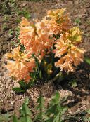 les fleurs du jardin Jacinthe Dutch, Hyacinthus orange