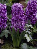 Flores de jardín Jacinto Holandés, Hyacinthus púrpura