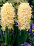 Záhradné kvety Holandčina Hyacint, Hyacinthus žltá