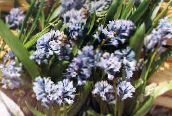Hyacinthella Pallasiana (světle modrá)