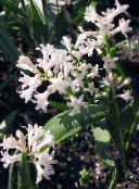 Hyacinthella Pallasiana (hvid)