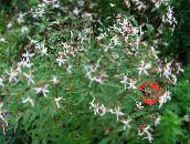 Trädgårdsblommor Bowmans Rot, , Gillenia trifoliata vit