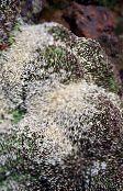 Kipslill Aretioides