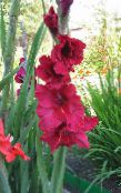 les fleurs du jardin Glaïeul, Gladiolus rouge