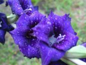 Flores de jardín Gladiolo, Gladiolus azul