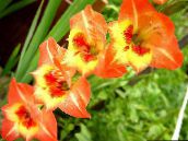 Ogrodowe Kwiaty Mieczyk (Gladiolus) pomarańczowy
